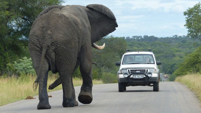 Elefant på vägen i Krugerparken. Foto: Ingrid Johansson